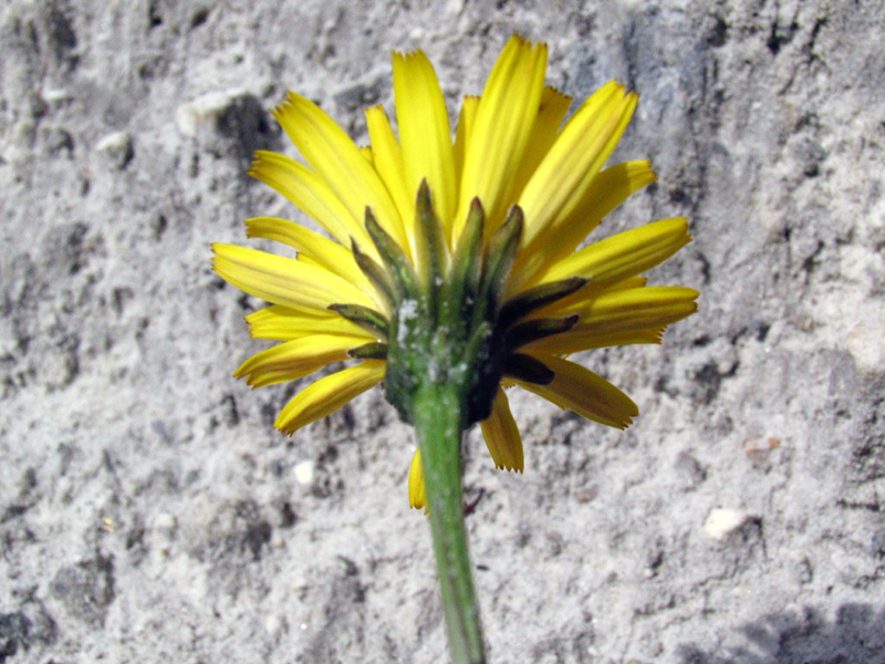 Leontodon hispidus / Dente di leone comune